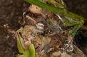 Anelosimus_theridioides_D5270_Z_88_Milaa Milaa_Australie